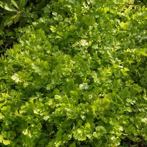 Coriandre cultivée